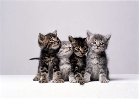 cat stock photo|most adorable cat pictures.